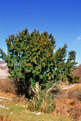 Yew tree (Taxus baccata)