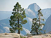Jeffrey pine and whitebark pine trees