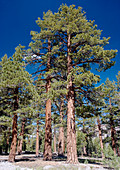 Jeffrey pine (Pinus jeffreyi)