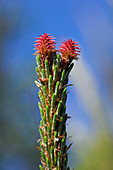 Scot's pine female flowers