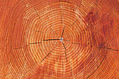 Growth rings of a scots pine tree