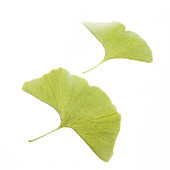 Maidenhair leaves (Ginkgo biloba)