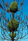 Burnt pine tree resprouting