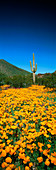 Gold poppies and Saguaro cactus
