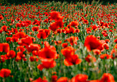 Poppy field