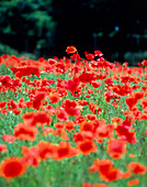 Poppy field