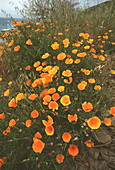 California poppies