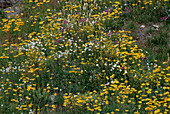 Arctic herb slope