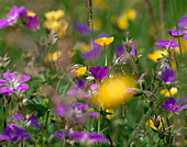 Meadow flowers