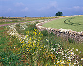 Wild flowers along the roadside