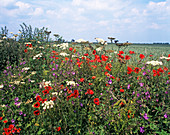 Field of wild flowers