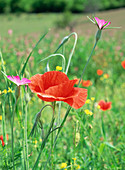 Wildflowers