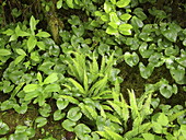 Plants on a forest floor