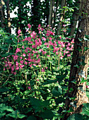 Red campion flowers