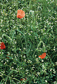 Narrow-fruited cornsalad,Valerianella sp