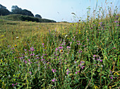 Wild basil flowers (Clinopodium vulgare)