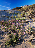 Desert sand verbena (Abronia villosa)