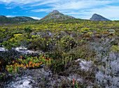 Fynbos flora