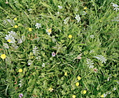 Meadow flowers