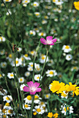 Meadow flowers