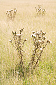 Thistles