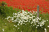 Meadow flowers