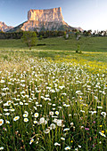 Meadow flowers