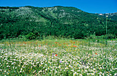 Flower meadow