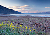Desert sunflowers,Death Valley