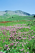 Thyme (Thymus lonigcaulis)