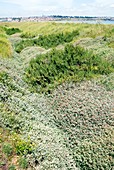 Coastal vegetation