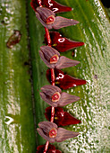 Stelis orchid