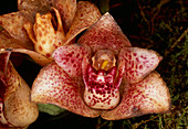 Orchid from Ecuador