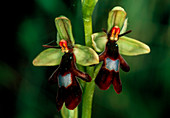 Fly orchid flower