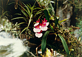 Cloud forest orchid