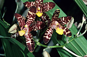 Tiger orchid flowers