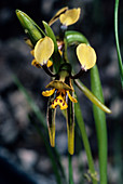 Double-tail orchid flower