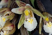 Marsh helleborine orchid flowers
