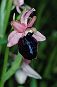 Siponto ophrys orchid flower