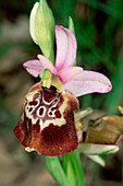 Late spider orchid flower