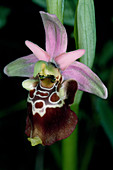 Late spider orchid flower