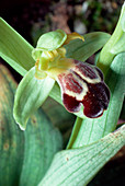 Omega ophrys flower