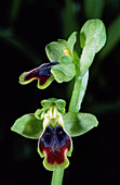 Dull ophrys flowers
