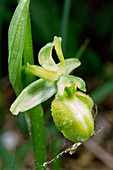 Early spider orchid flower