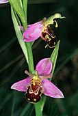 Bee orchid flowers