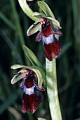 Fly orchid flowers
