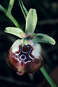 Beaked orchid flower