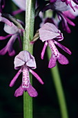 Military orchid flowers