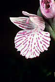 Butterfly orchid flower