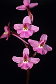 Four-spot orchid flowers